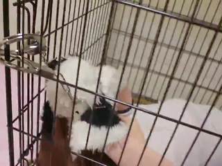 Kigurumi anjing dalam sangkar perhambaan dan breathplay: percuma seks filem 65